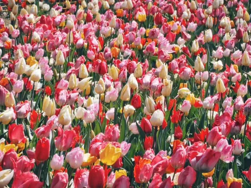 Tulips in bloom at Keukenhof